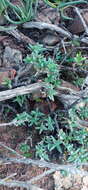 Image of Trichodiadema calvatum L. Bol.
