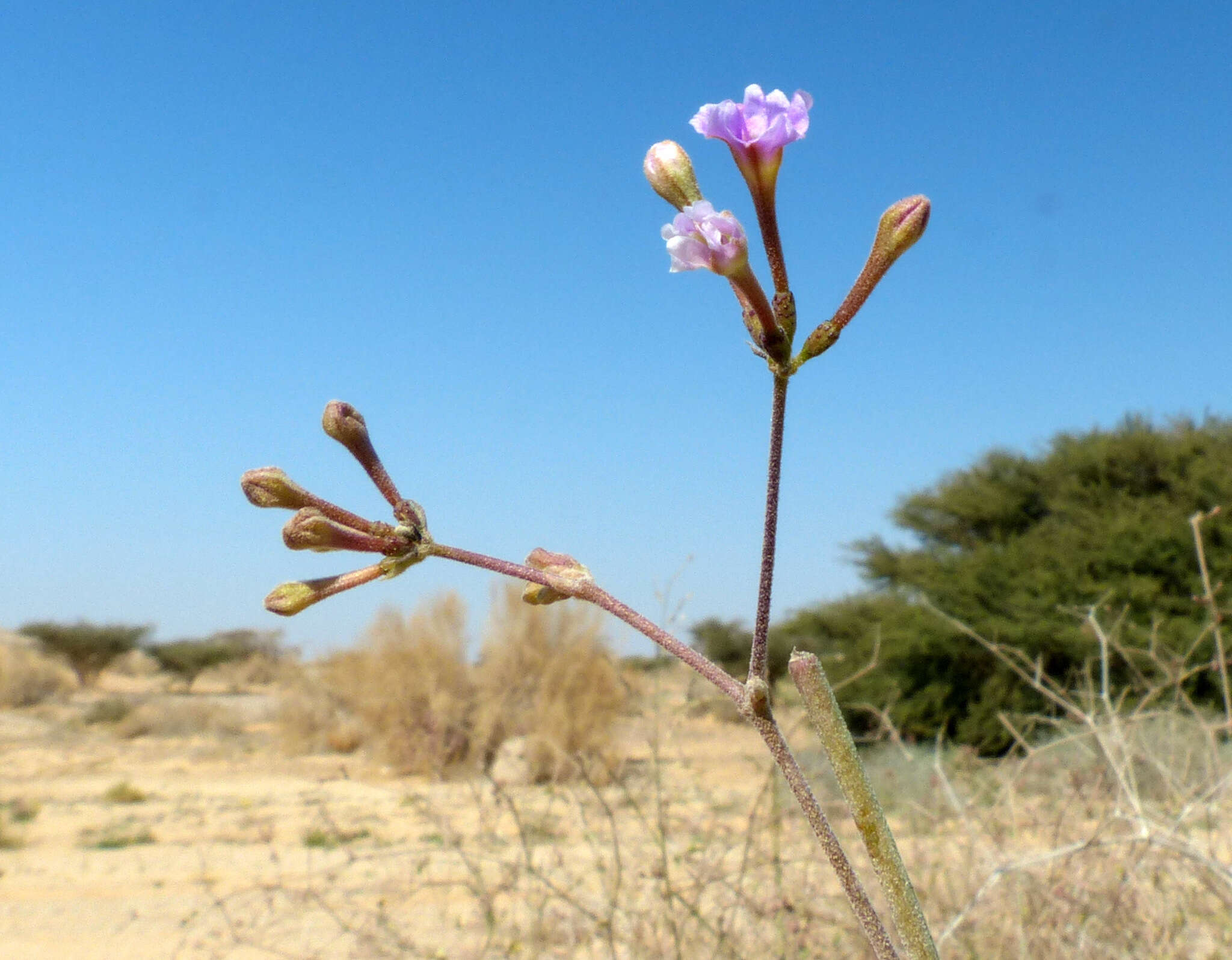 Image of Commicarpus sinuatus Meikle