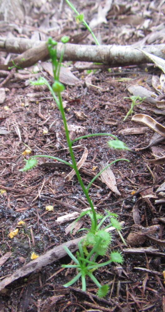 Image of Drosera peltata subsp. auriculata (Backh. ex Planch.) Conn