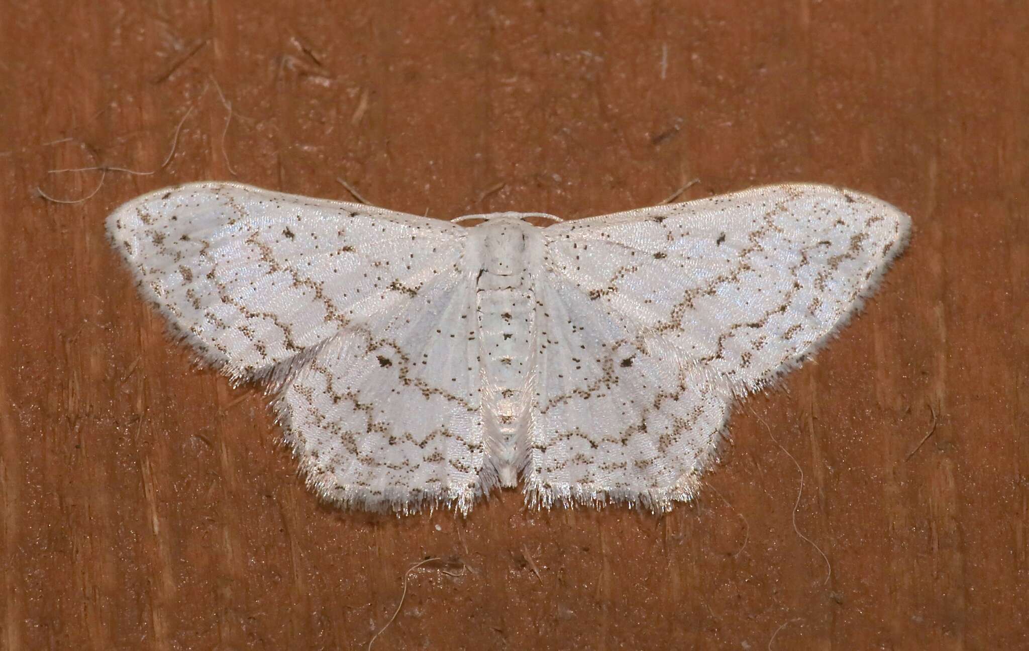 صورة Idaea tacturata (Walker 1861)