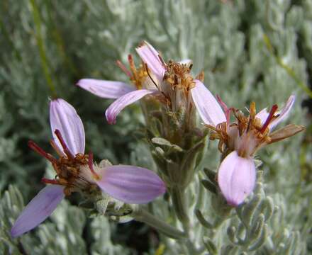 Image de Printzia aromatica (L.) Less.