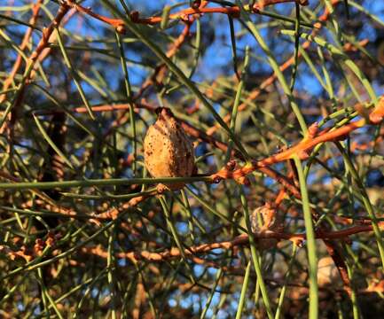 Image of Hakea mitchellii Meissn.