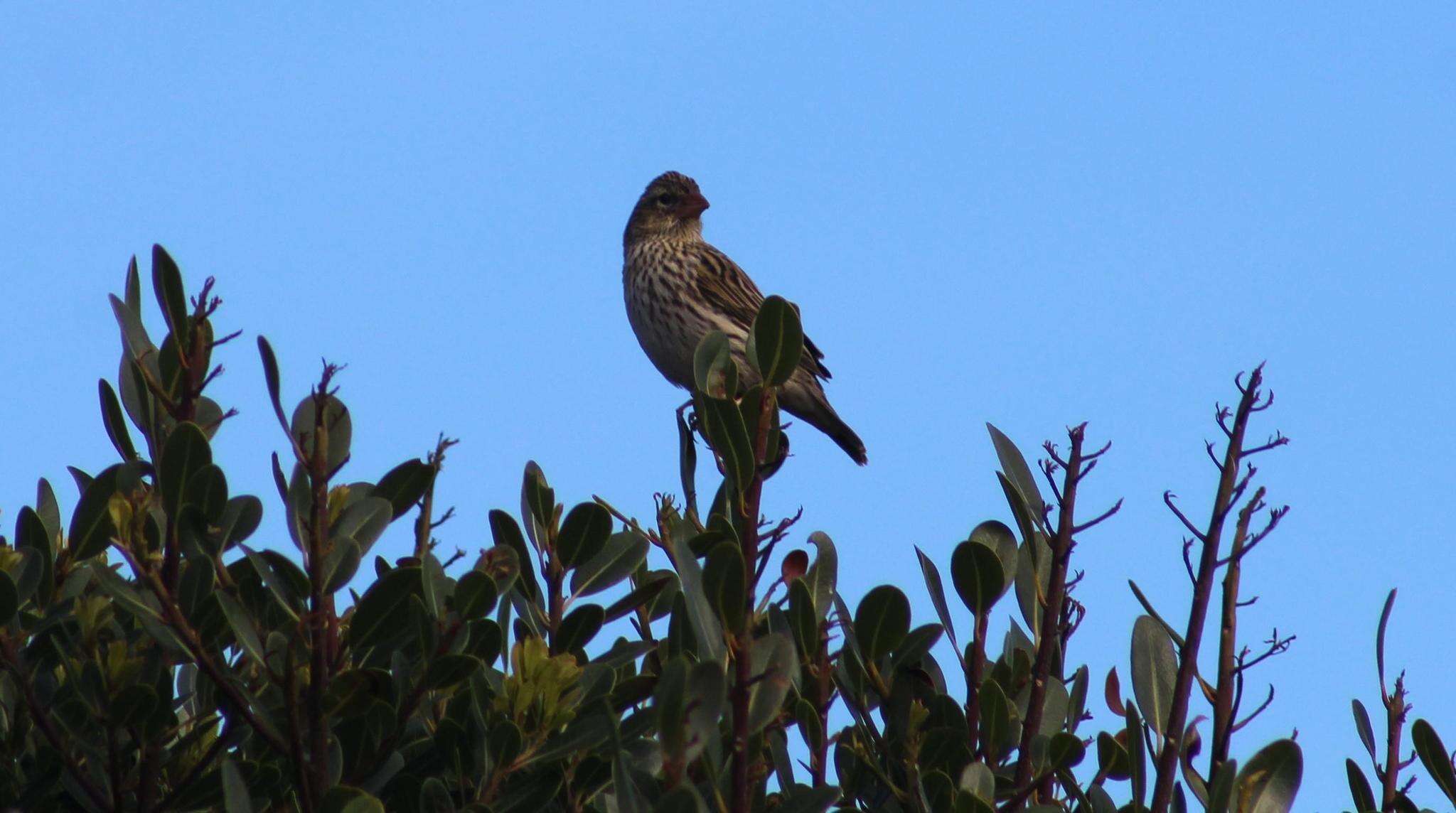 Image of Euplectes capensis capensis (Linnaeus 1766)