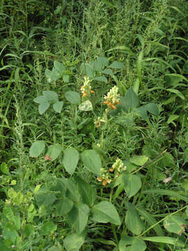 Image of Lathyrus davidii Hance