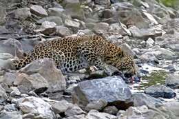 Image of Indian leopard