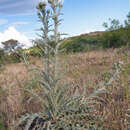 Image de Onopordum illyricum subsp. illyricum