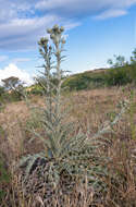 Imagem de Onopordum illyricum subsp. illyricum