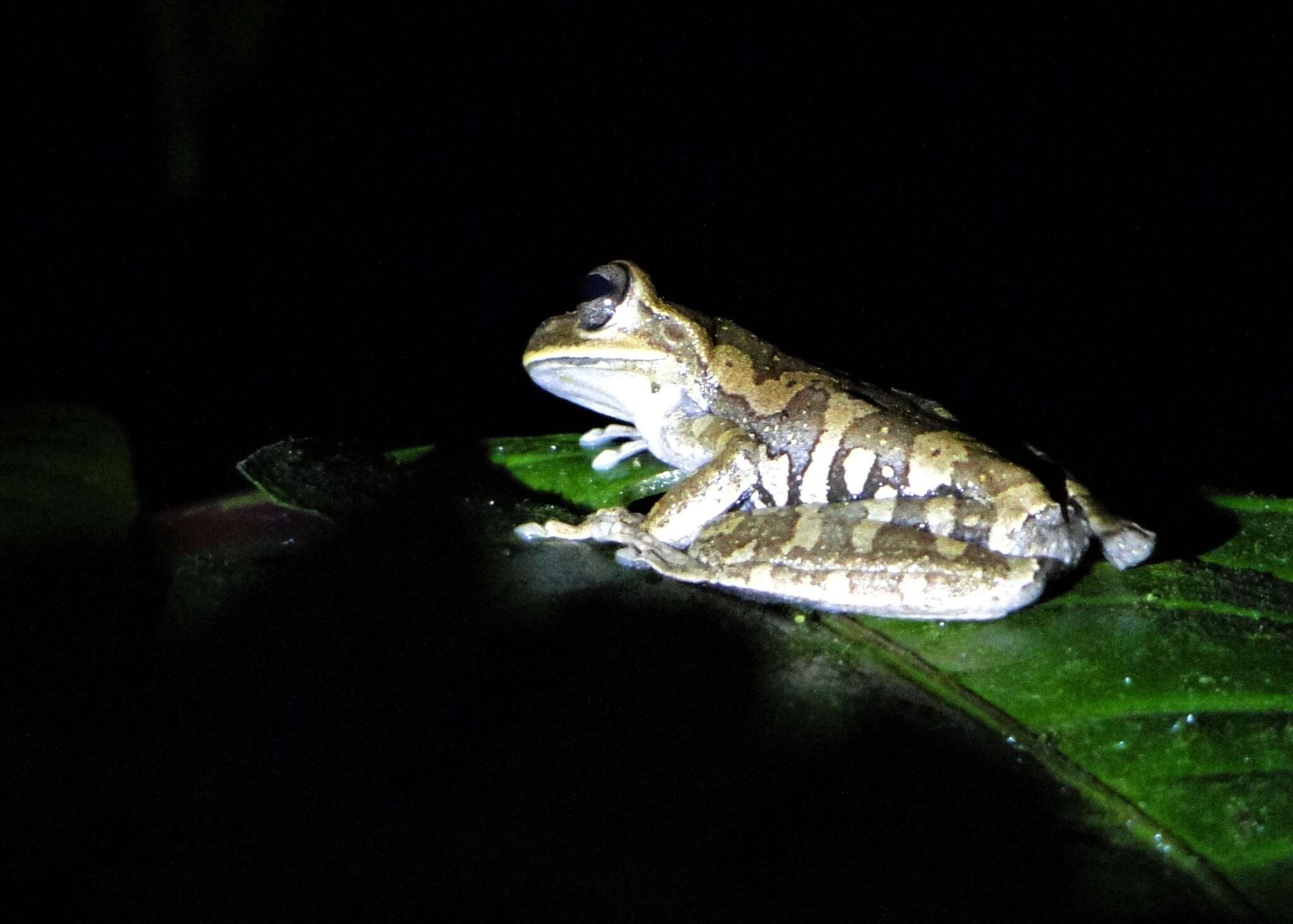 Image of Boana callipleura (Boulenger 1902)