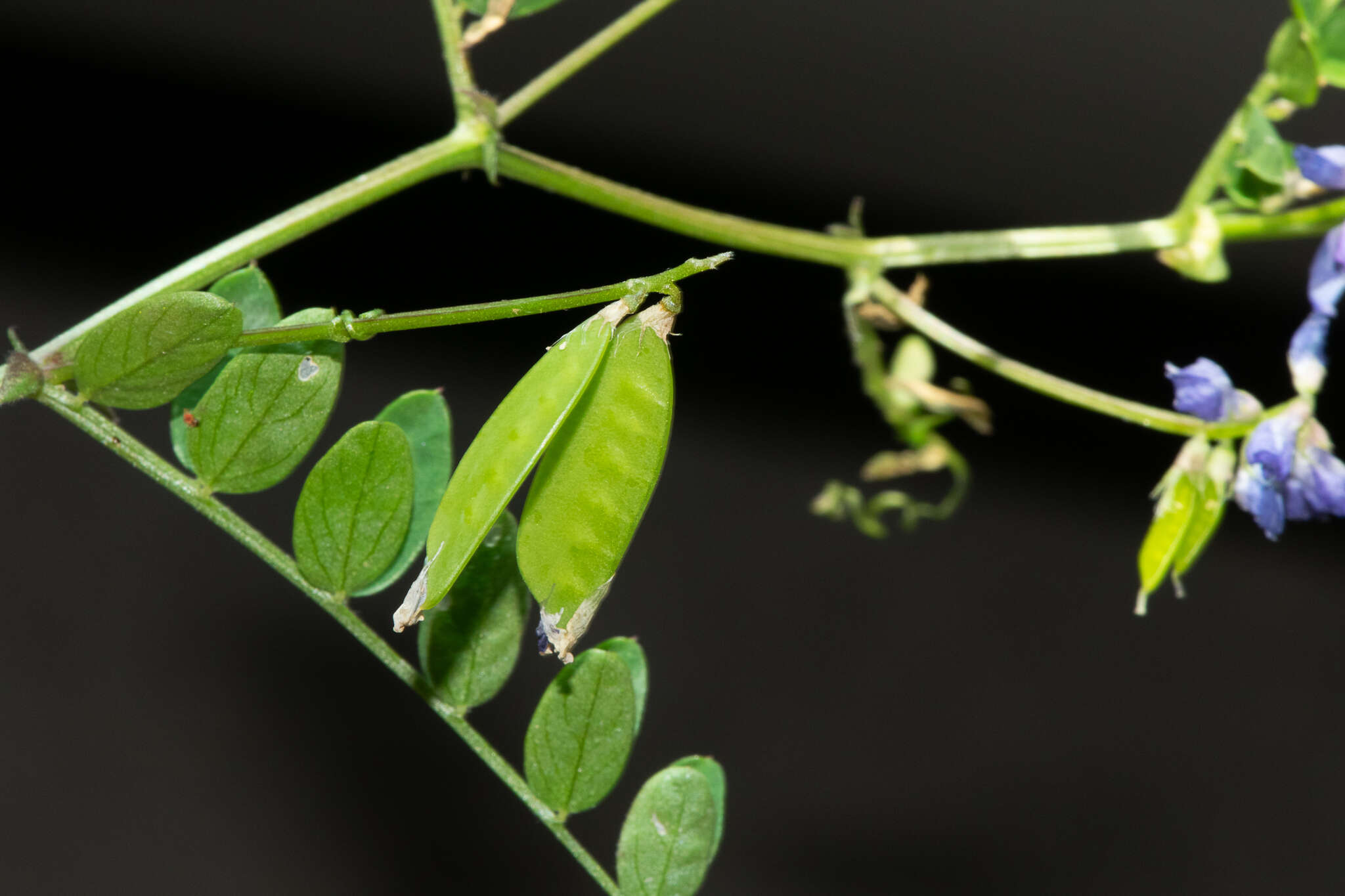 Image of Louisiana vetch