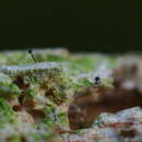 Image of chaenothecopsis lichen