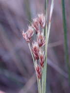 Image of Coleochloa