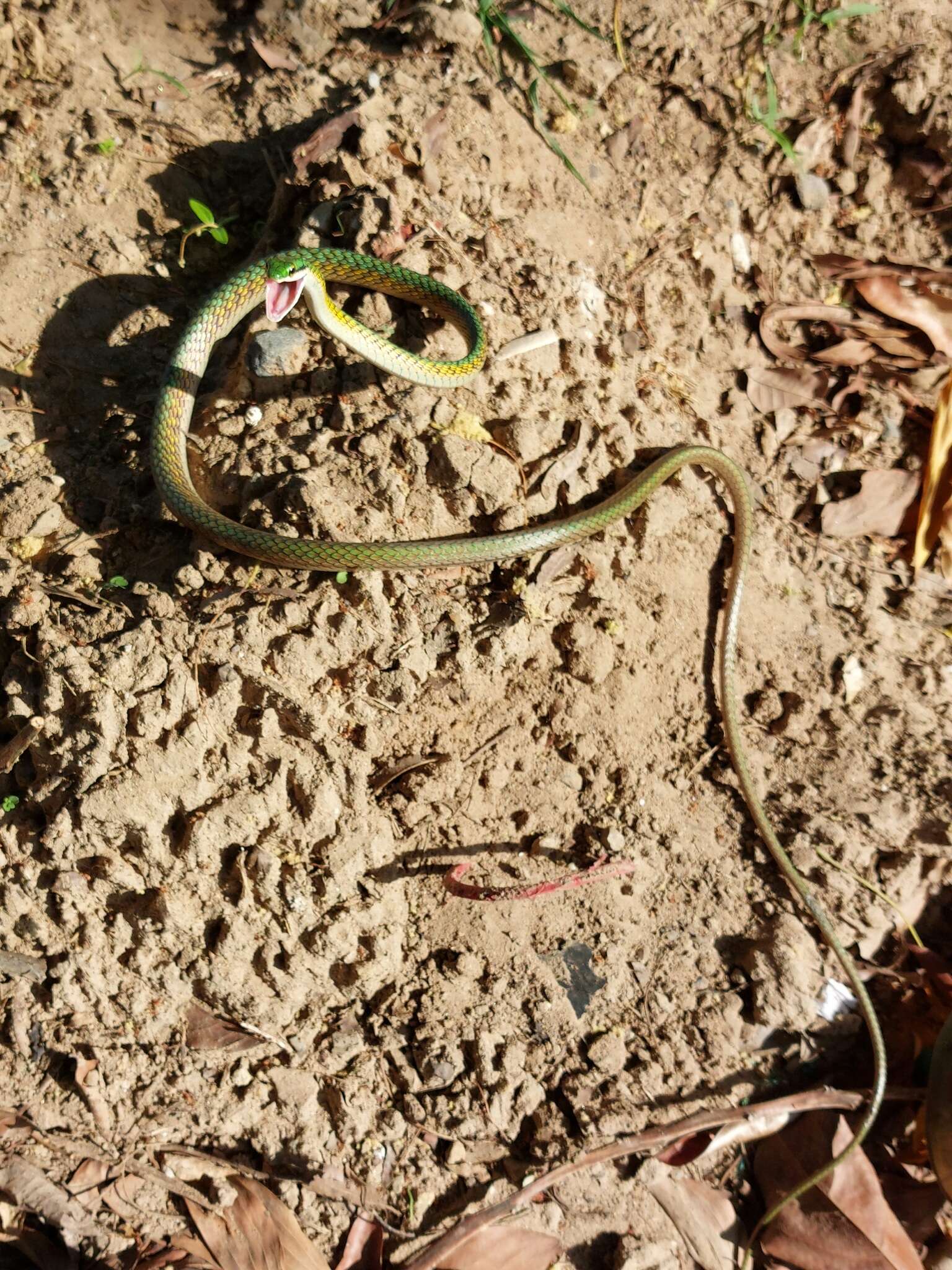 Image of Leptophis coeruleodorsus Oliver 1942