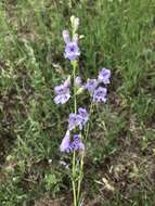 Image of Flagstaff beardtongue