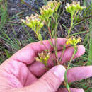 Plancia ëd Solidago nitida Torr. & A. Gray