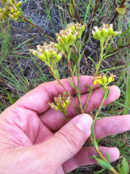 Image de Solidago nitida Torr. & A. Gray