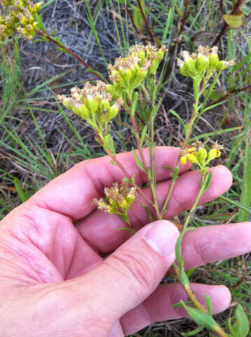 Image of Solidago nitida Torr. & A. Gray