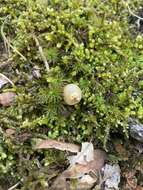 Image of Calostoma ravenelii (Berk.) Massee 1888