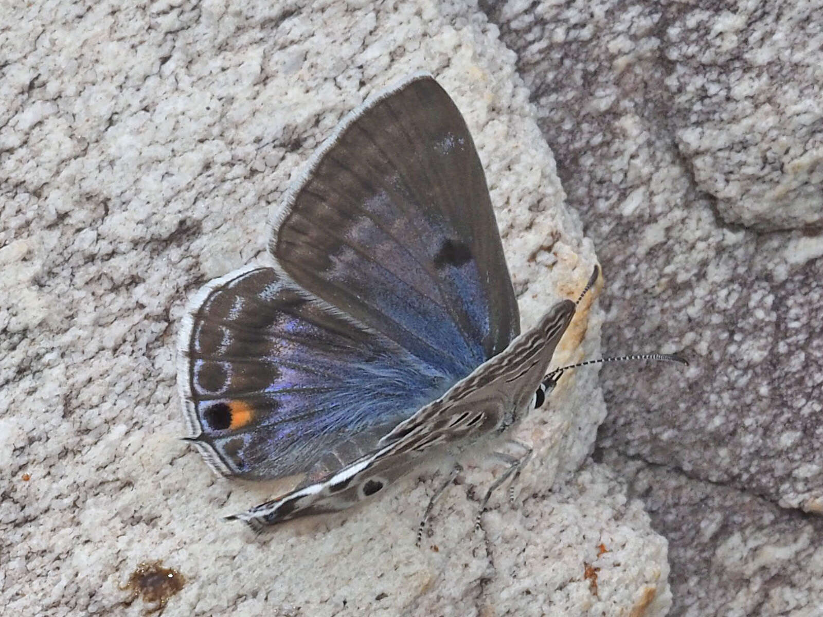 Image of Lepidochrysops patricia (Trimen 1887)