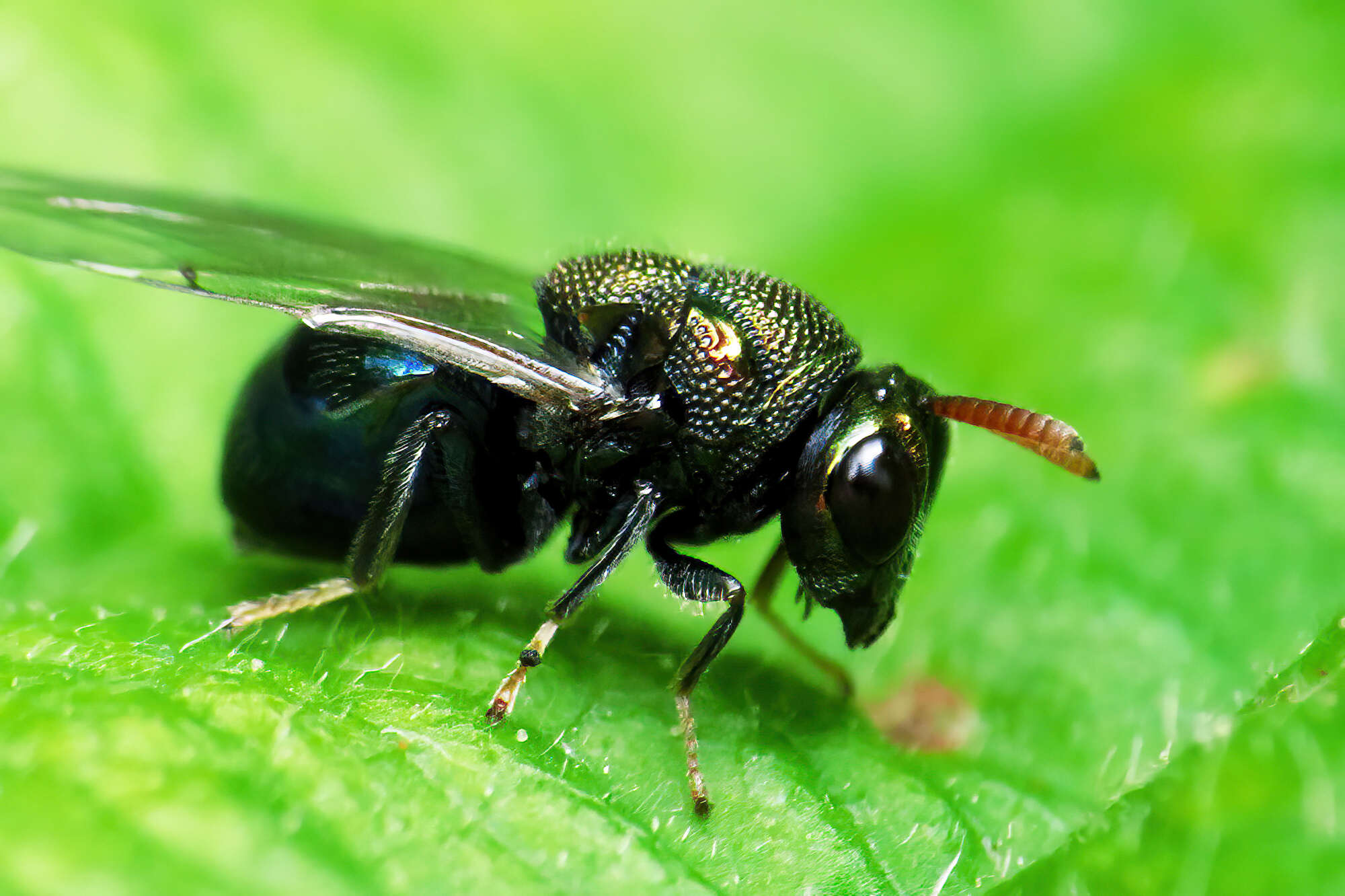 Perilampus ruficornis (Fabricius 1793)的圖片