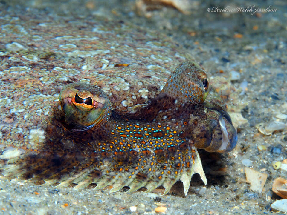 Image of Eyed Flounder