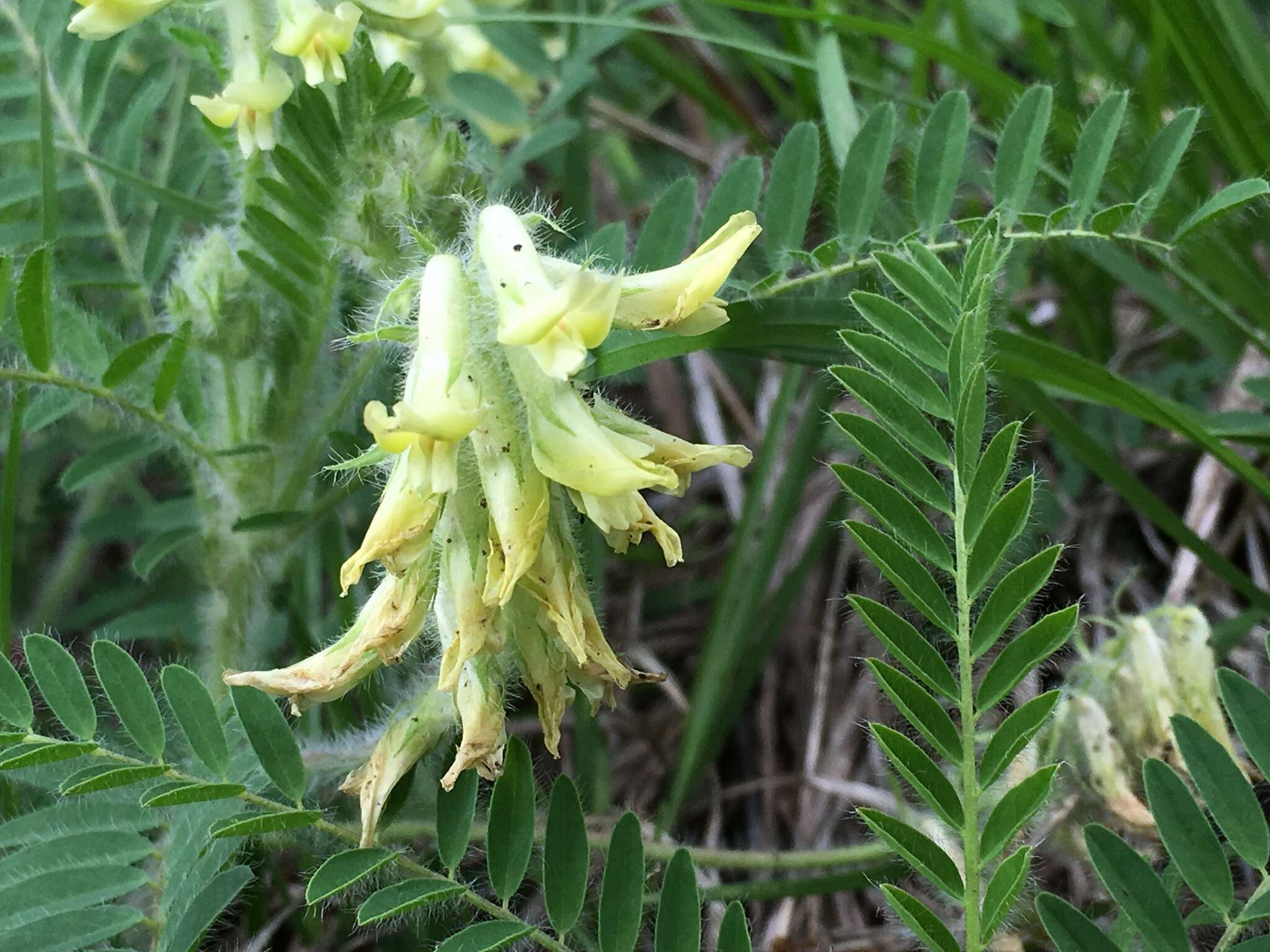 Image of Tennessee milkvetch