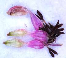 Image of Erica similis (N. E. Br.) E. G. H. Oliver