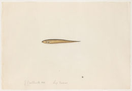Image of <i>Microsternarchus bilineatus</i> Fernández-Yépez 1968