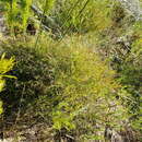 Image of Centella virgata (L. fil.) Drude
