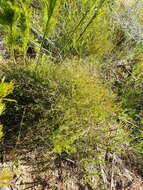 Image of Centella virgata (L. fil.) Drude