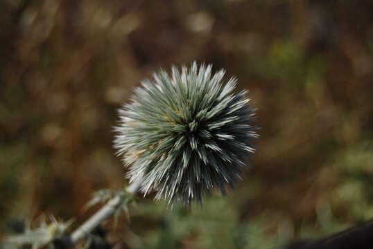 Image of Echinops spinosissimus subsp. bithynicus (Boiss.) Greuter