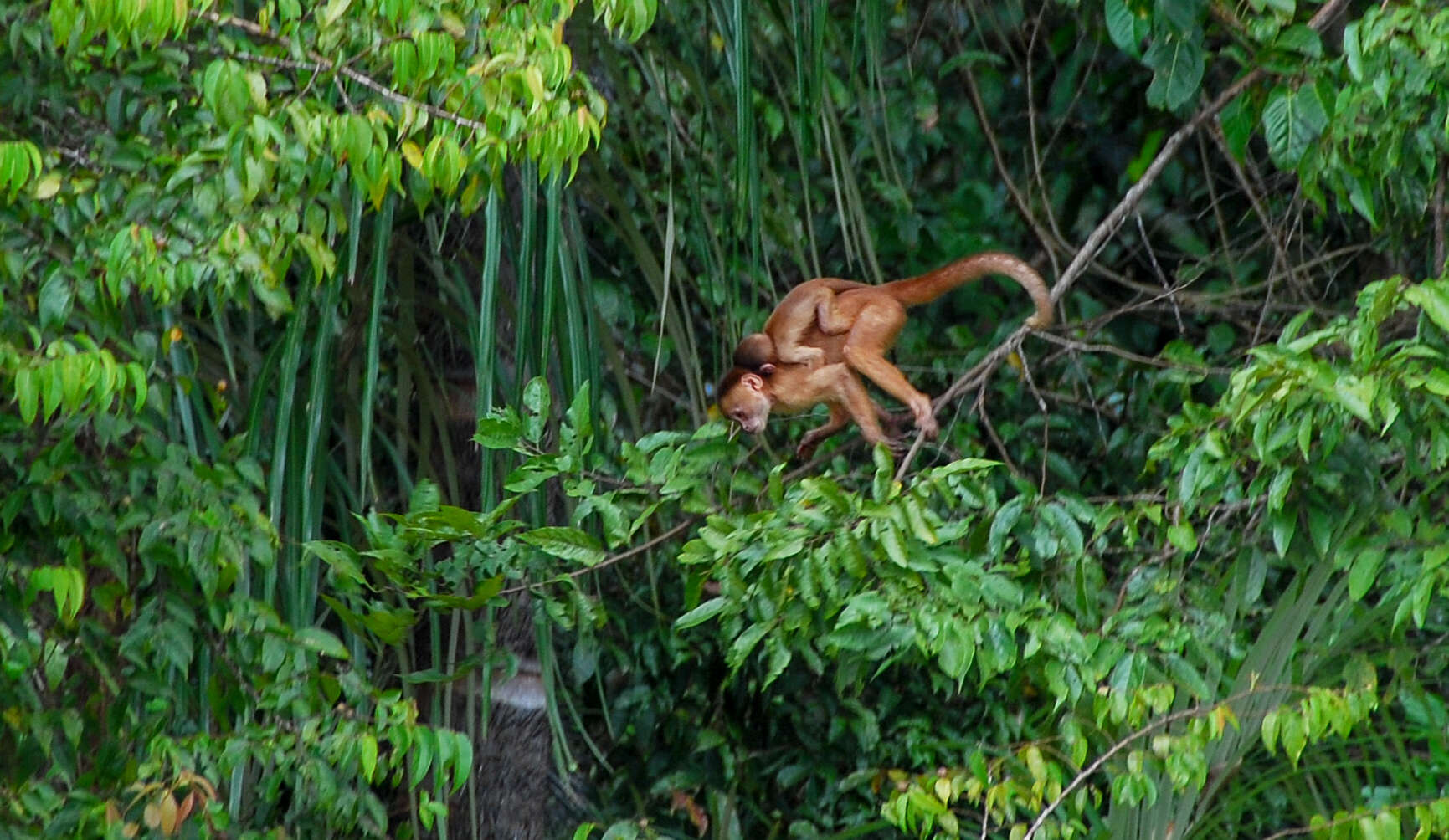 Image of Spix's white-fronted capuchin