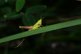 Image de Euthystira brachyptera brachyptera (Ocskay 1826)