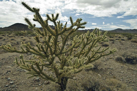 Imagem de Cylindropuntia acanthocarpa subsp. coloradensis (L. D. Benson) U. Guzmán