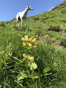 Image of Spotted Gentian