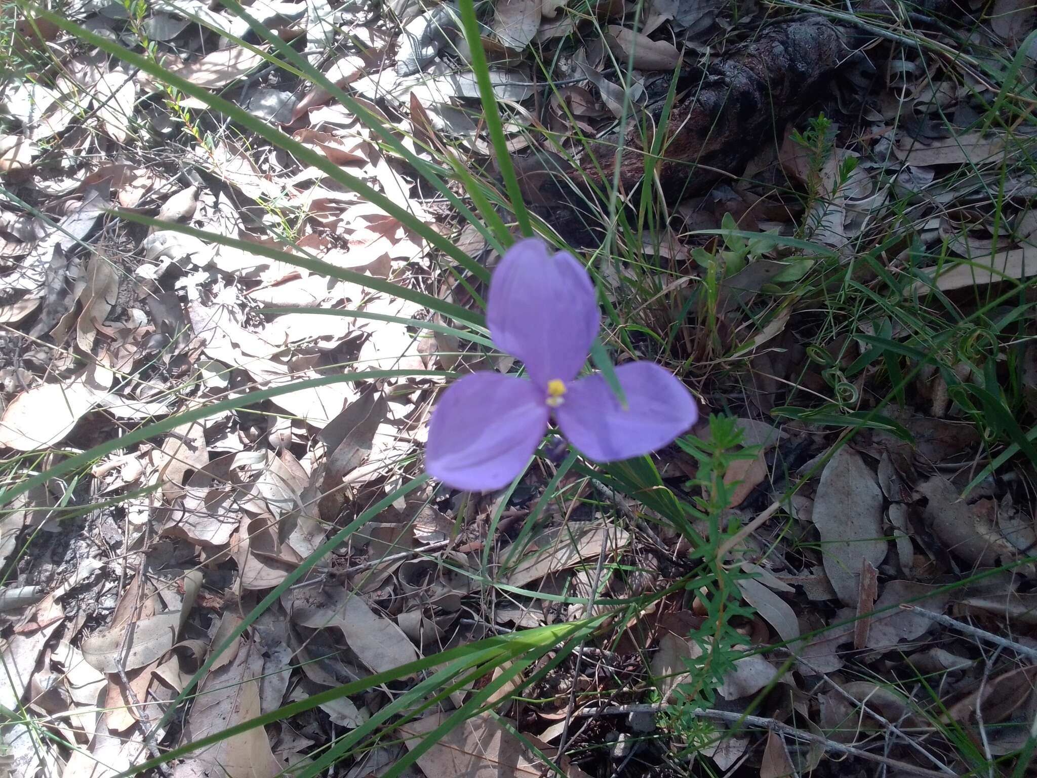 Image of Patersonia glabrata R. Br.