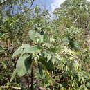 Image of Trichodesma calycosum Collett & Hemsl.