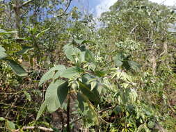 Image of Trichodesma calycosum Collett & Hemsl.