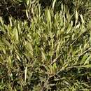 Image of Olea europaea subsp. cerasiformis G. Kunkel & Sunding