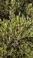 Image of Olea europaea subsp. cerasiformis G. Kunkel & Sunding