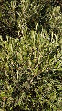 Image of Olea europaea subsp. cerasiformis G. Kunkel & Sunding