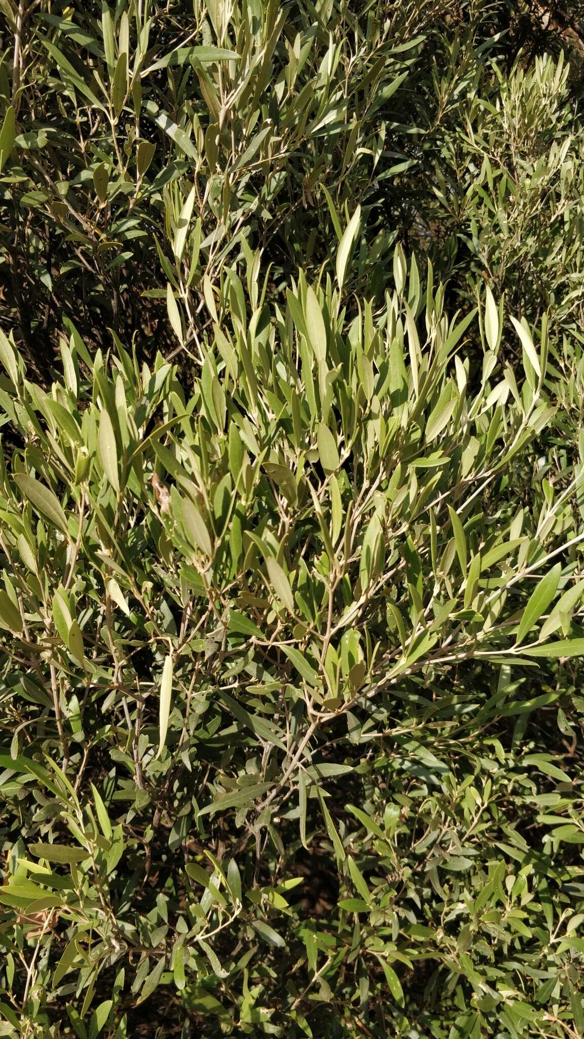 Image de Olea europaea subsp. cerasiformis G. Kunkel & Sunding