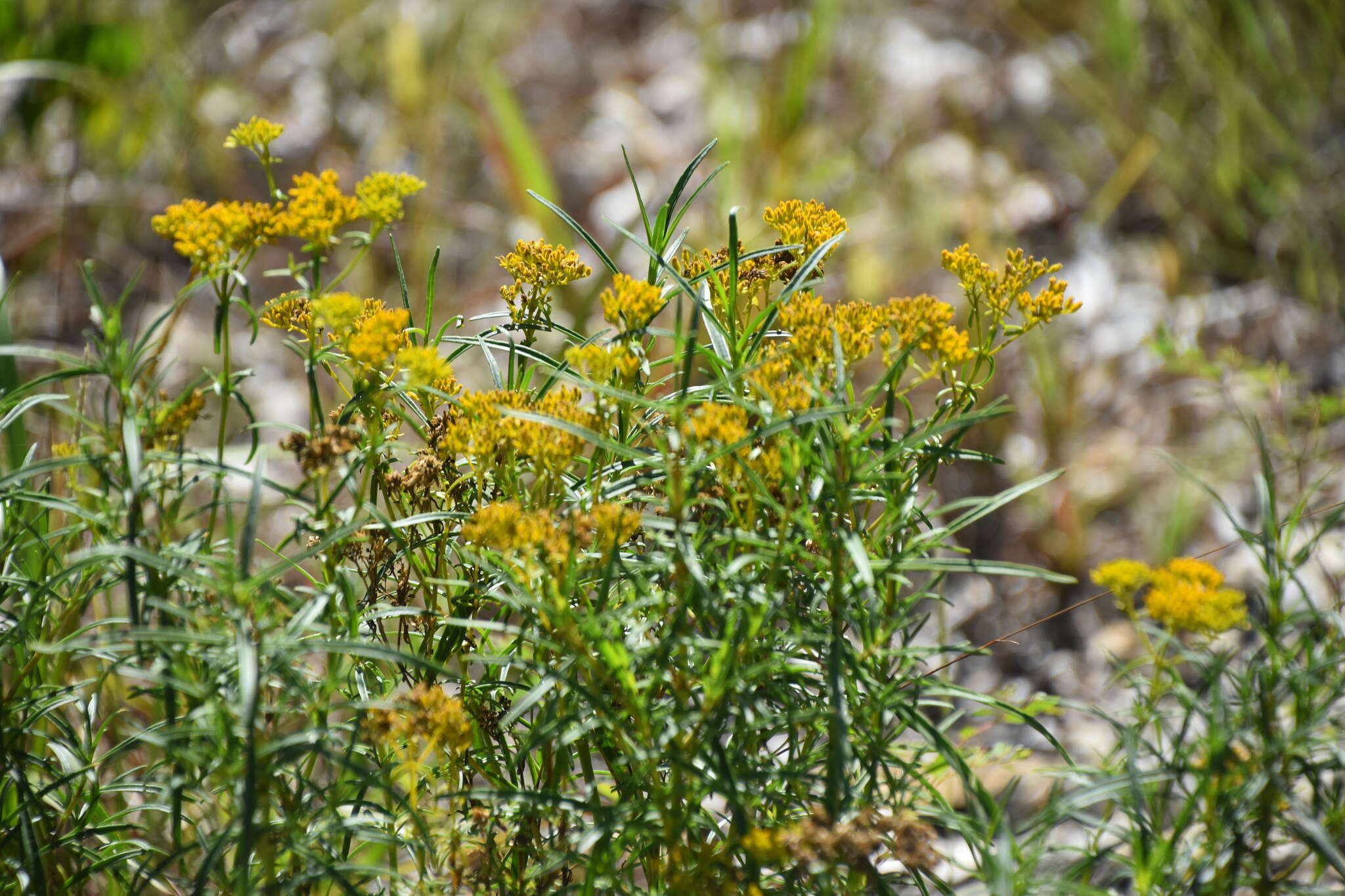 Image of narrowleaf yellowtops