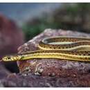 Image of Rossman's Garter Snake