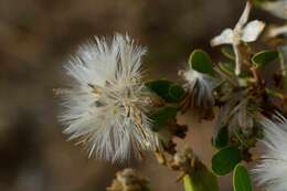 Image of Tuft flower