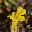 Image of Erythranthe depressa (Phil.) G. L. Nesom