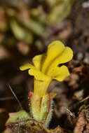 Image of Erythranthe depressa (Phil.) G. L. Nesom