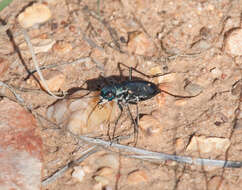 Image of Cicindela (Cicindelidia) obsoleta vulturina Le Conte 1853