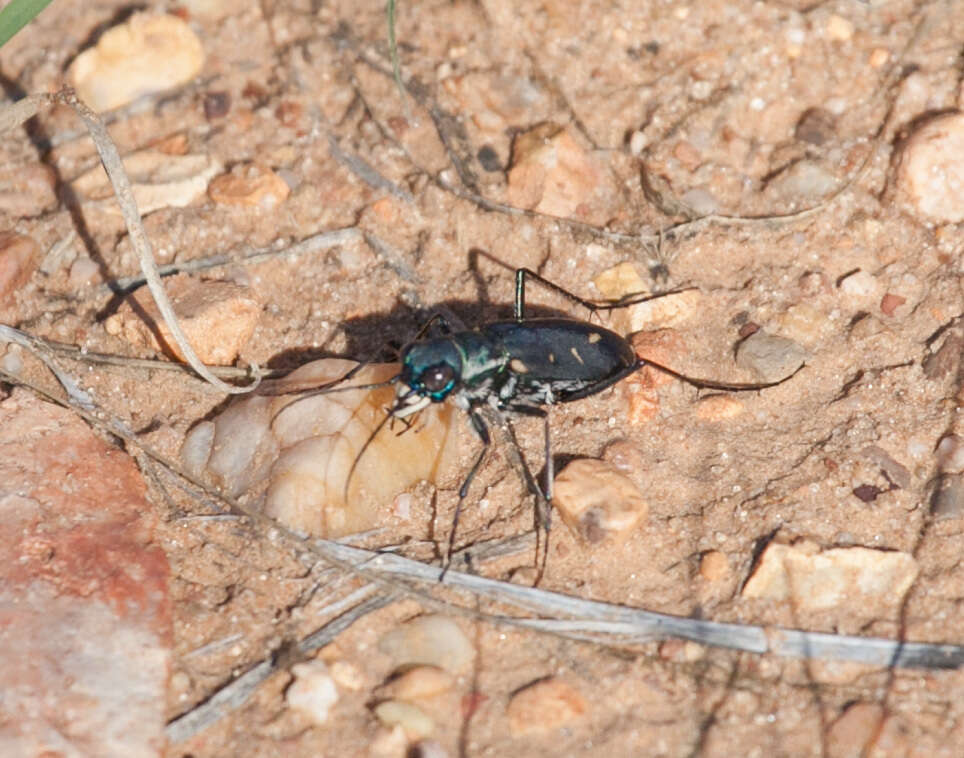 Image de Cicindela (Cicindelidia) obsoleta vulturina Le Conte 1853