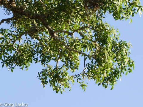 Image of Fony baobab