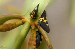 Membracis mexicana Guérin-Méneville的圖片